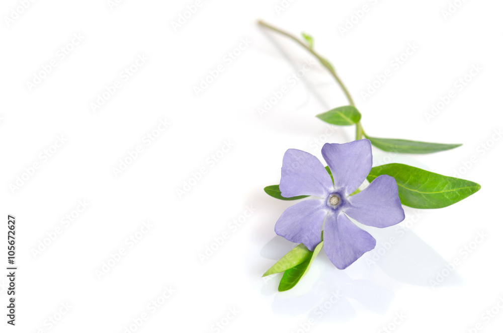 Fototapeta premium Beautiful blue flower periwinkle on white background