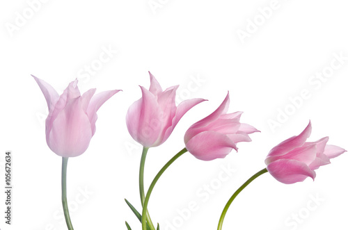 Beautiful pink tulips isolated on white background
