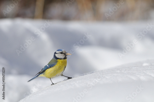 Blue Tit with a seed at snowdrift