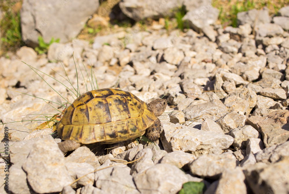Land turtle crawling on rocks in natural conditions. Land turtle crawling on rocks in natural conditions.