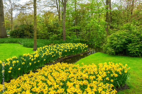 Beautiful spring flowers in Keukenhof park in Netherlands (Holland) 