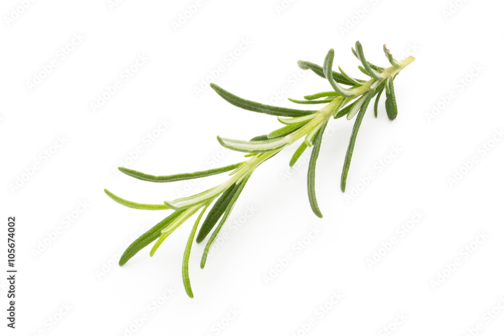 Fototapeta premium Gałązka rozmarynu na na białym tle.