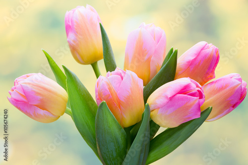 Wallpaper Mural Spring flowers. Tulip bouquet on the bokeh background. Torontodigital.ca