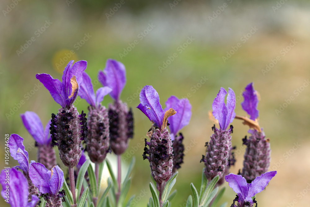 Fototapeta premium Lavanda selvatica, Lavandula stoechas
