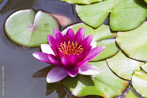 Fototapeta Naklejka Na Ścianę i Meble -  Pink Lily or Nymphaea in a pond