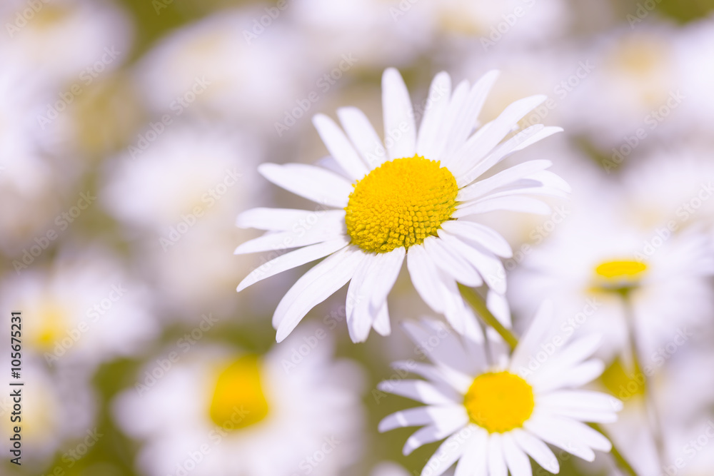 Fototapeta premium Wild chamomile flowers