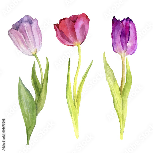 three vector watercolor tulips