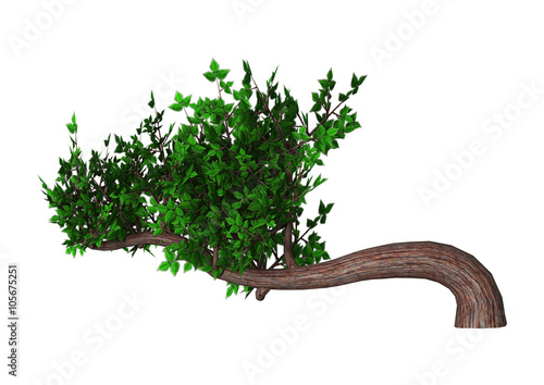 Bonsai Tree on White photo