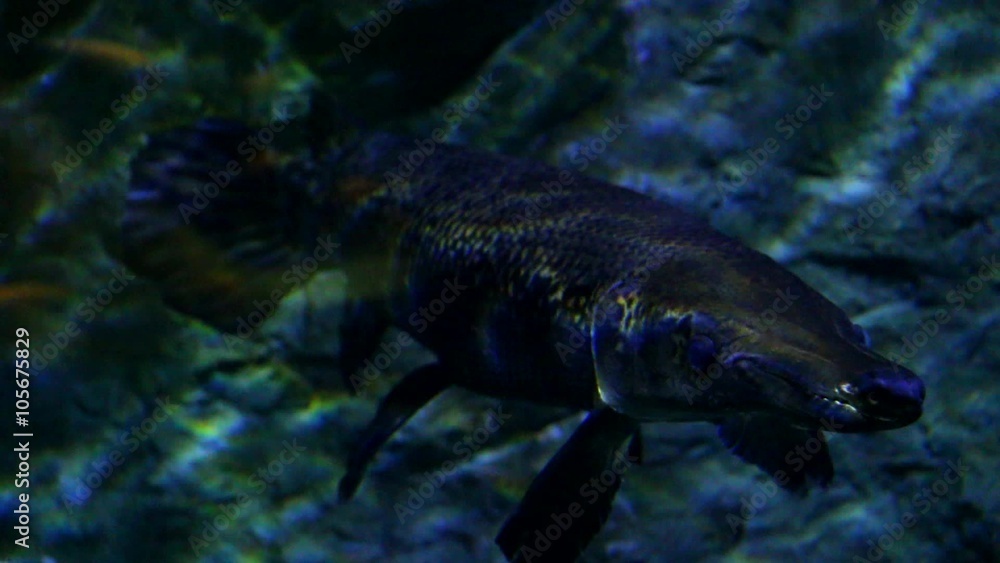 Fish swimming in aquarium , chiangmai Thailand Fish swimming in aquarium , chiangmai Thailand