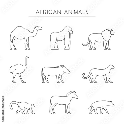 Vector line set of african animals. Outline dromedary, gorilla and lion. Line icon ostrich, warthog and leopard. Linear zebra, lemur and hyena. Linear silhouettes african animals isolated.