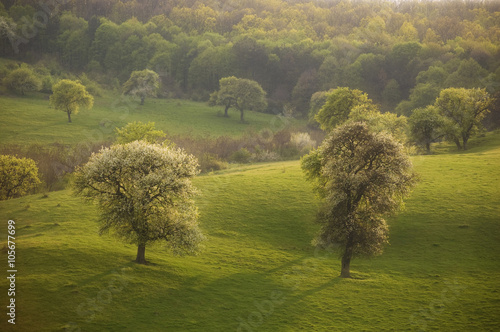 blooming trees in sunset li...