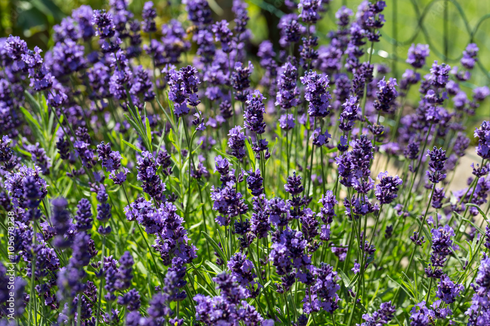 Obraz premium Gardens with the flourishing lavender