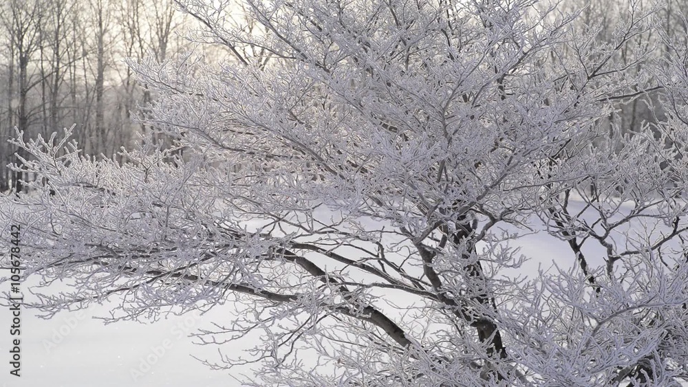 霧氷の木々とダイヤモンドダストが舞う北国の朝