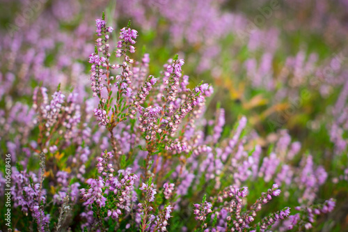 Blooming heather in the forest  DOF