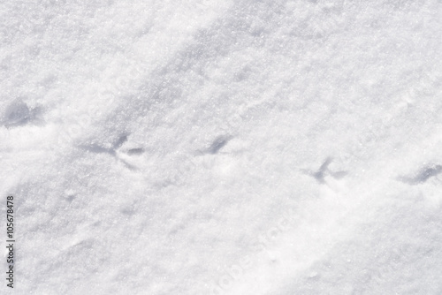 bird traces in snow
