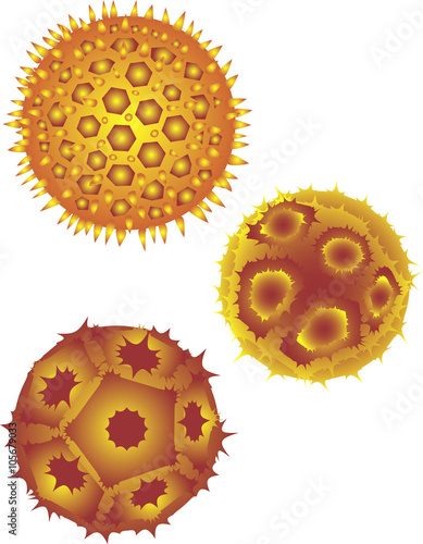 pollen grains