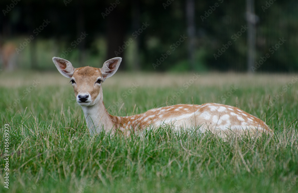 The sika deer (Cervus nippon) on the grass The sika deer (Cervus nippon) on the grass