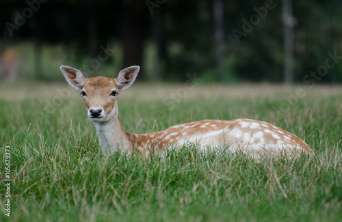 The sika deer (Cervus nippon) on the grass