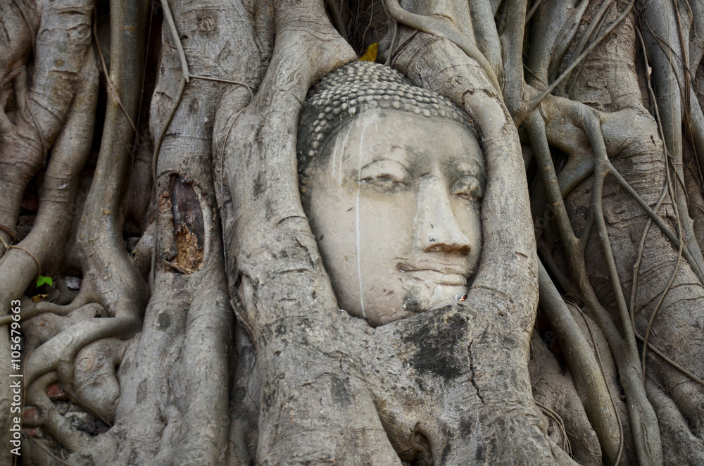 Stone head of buddha in root tree of Wat Mahathat