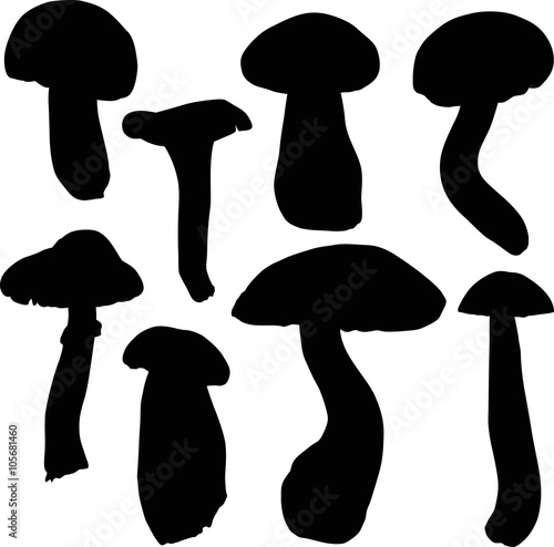 eight edible mushrooms on white