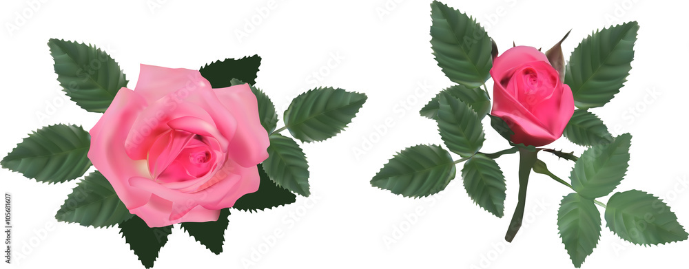 pink isolated two roses with leaves pink isolated two roses with leaves