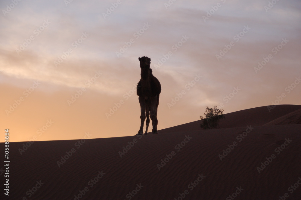 Kamel genießt Sonnenuntergang