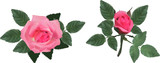 pink isolated two roses with leaves