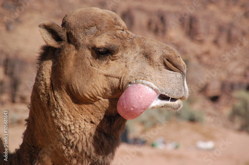 Kamelö streckt die Zunge raus