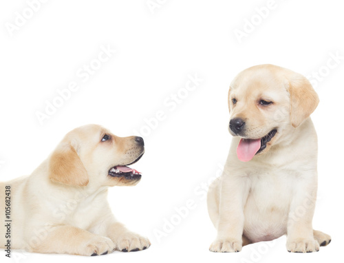 two funny labrador puppy