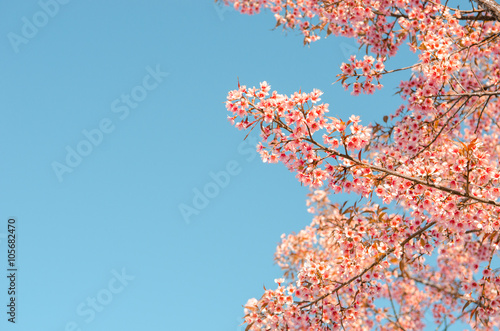 Close up Sakura Cherry Blossom, Spring, copy space.