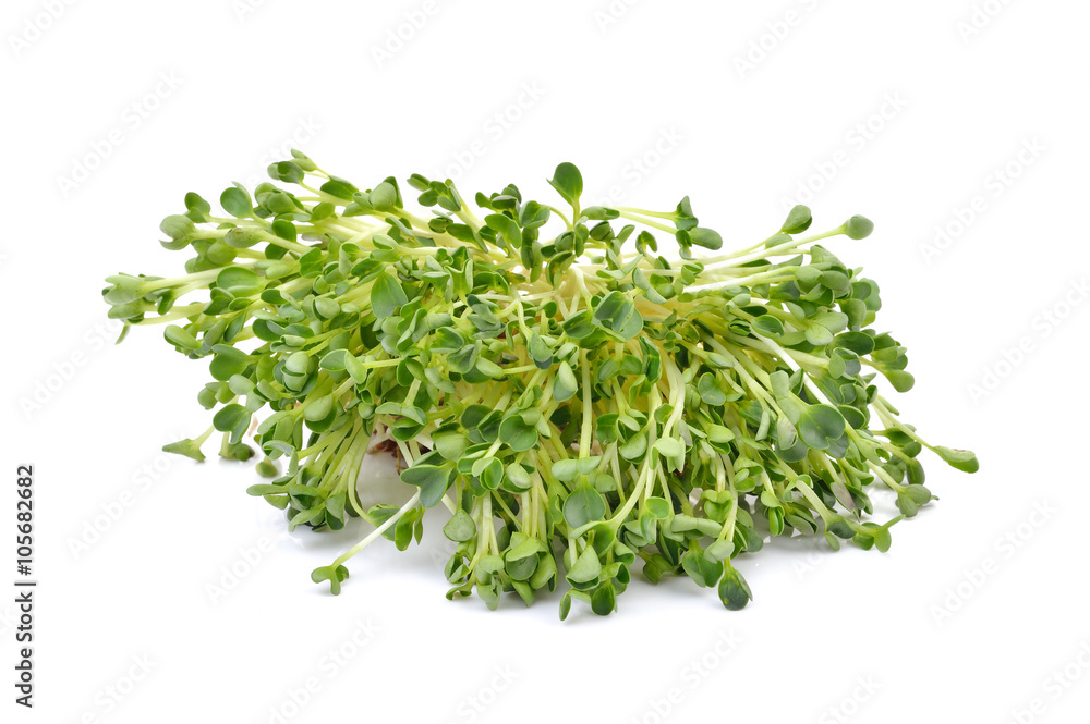 heap of alfalfa sprouts on white background heap of alfalfa sprouts on white background