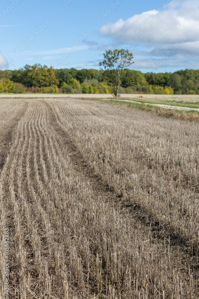 field of dry stalks. gray background image. Field after harvest.