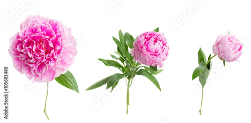 Fototapeta Naklejka Na Ścianę i Meble -  pink   peony flowers 
