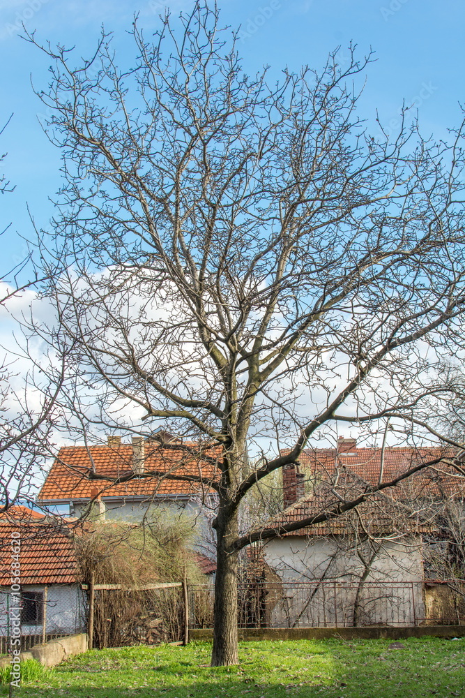 Walnut tree at the countryside Walnut tree at the countryside