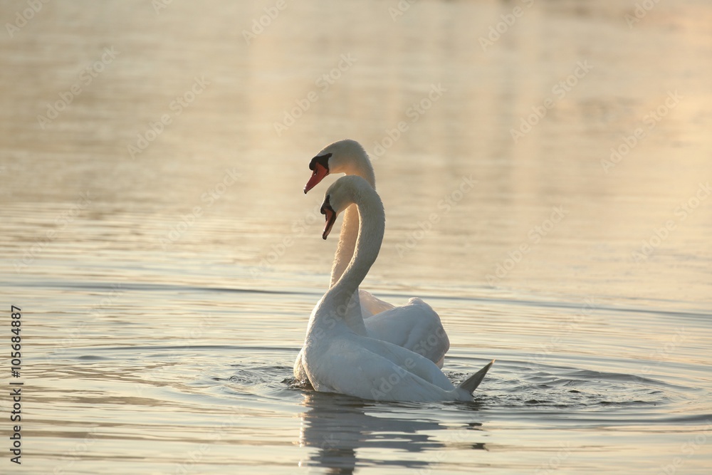 Naklejka premium Swans on the lake at sunrise