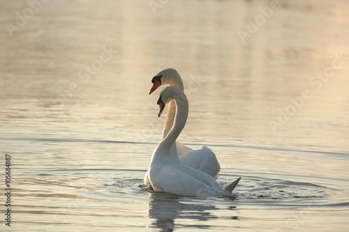 Swans on the lake at sunrise