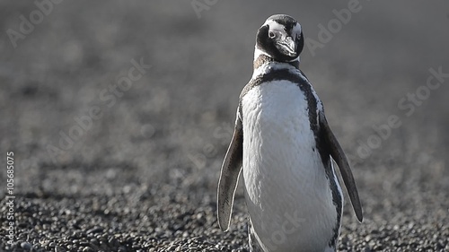 patagonia penguin photo