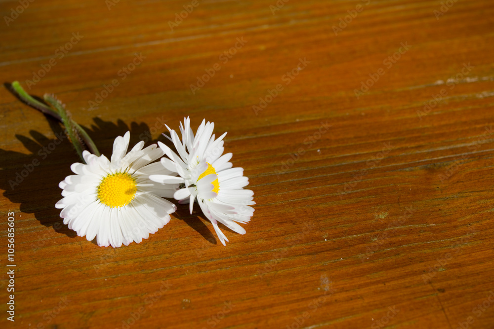 Fototapeta premium Gänseblümchen