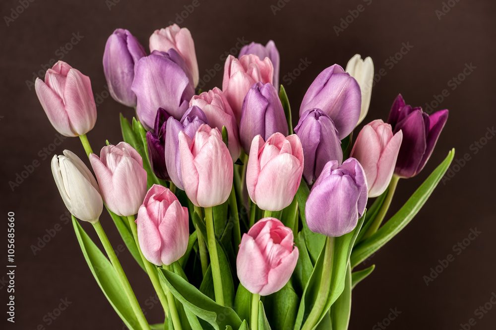 Fototapeta premium Colorful tulips close-up
