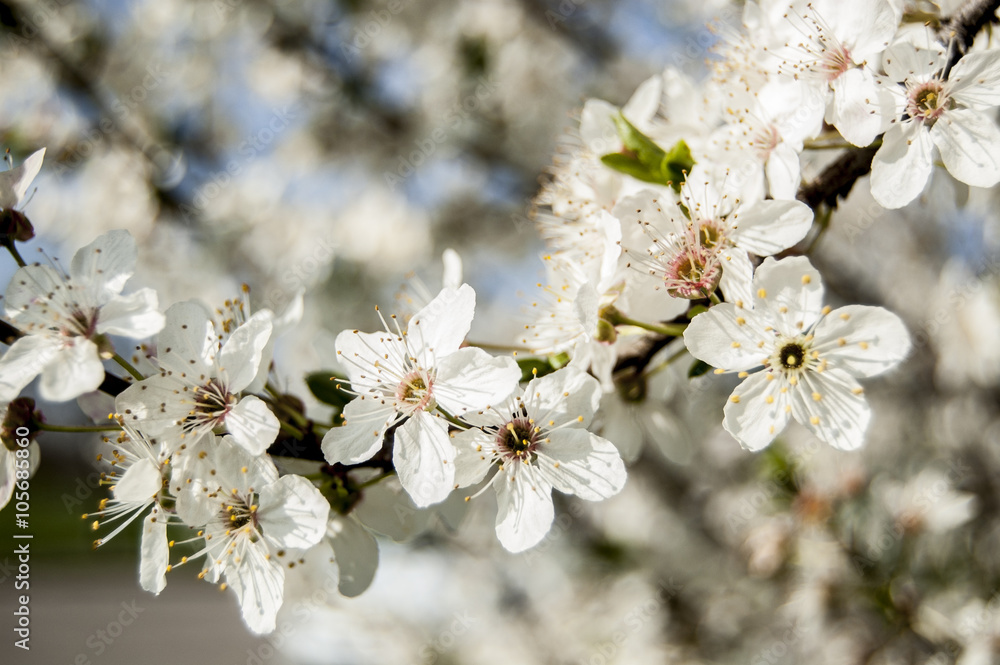 Soft Wallpaper Cherry blossoms