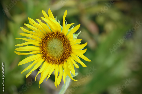 Single yellow sunflower for pattern