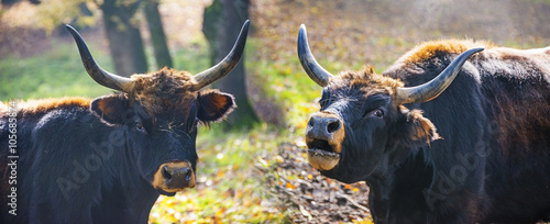 Tableau sur toile Bos primigenius - aurochs