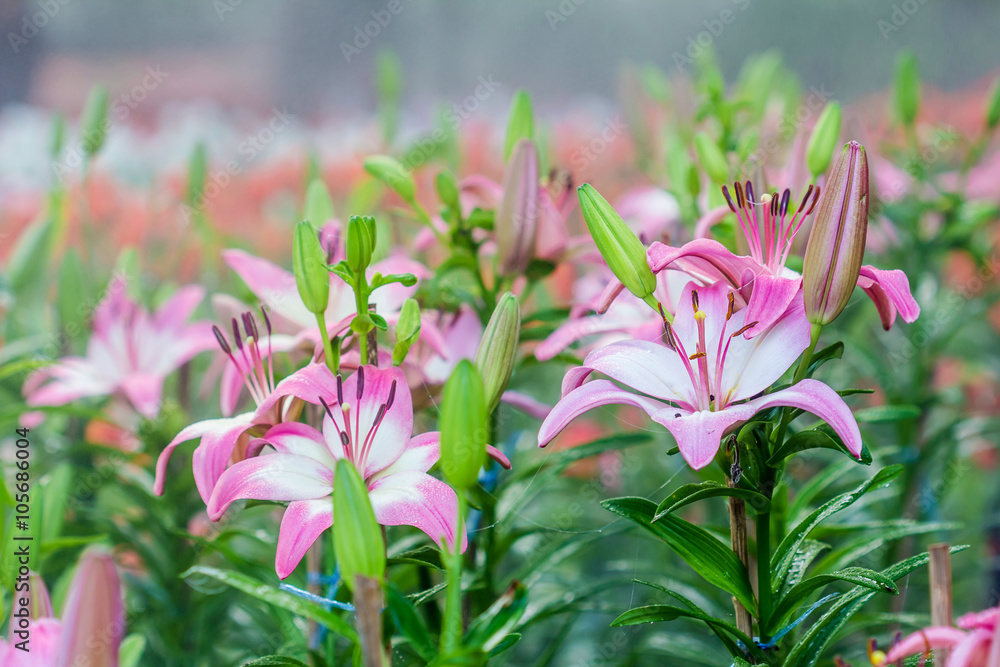 Fototapeta premium Lilies Flowers Bouquet