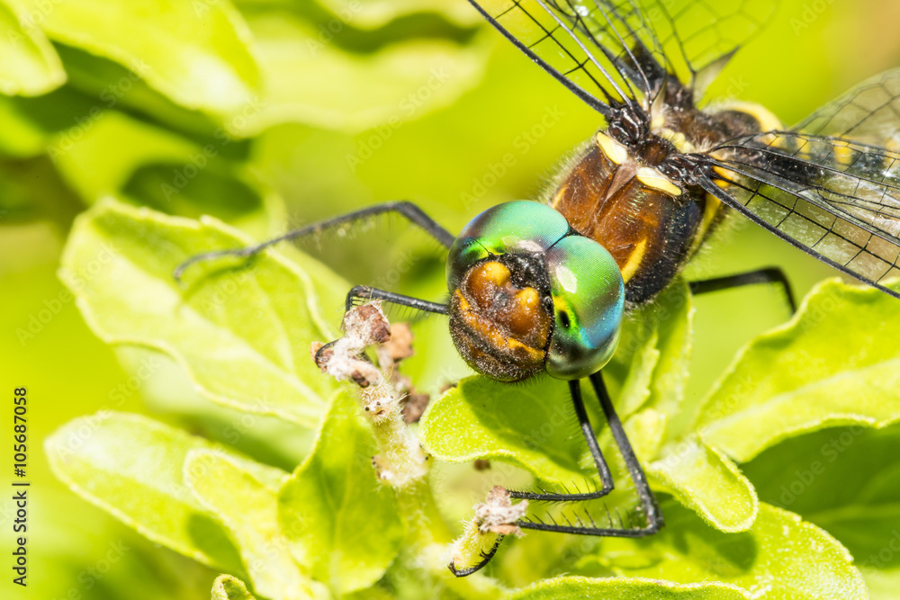 Fototapeta premium close up of dragonfly on green leaves background