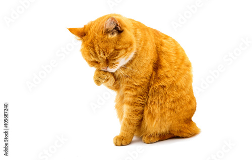 Fototapeta ginger cat isolated
