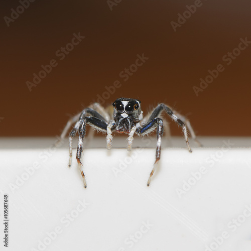 Thailand spider for pattern