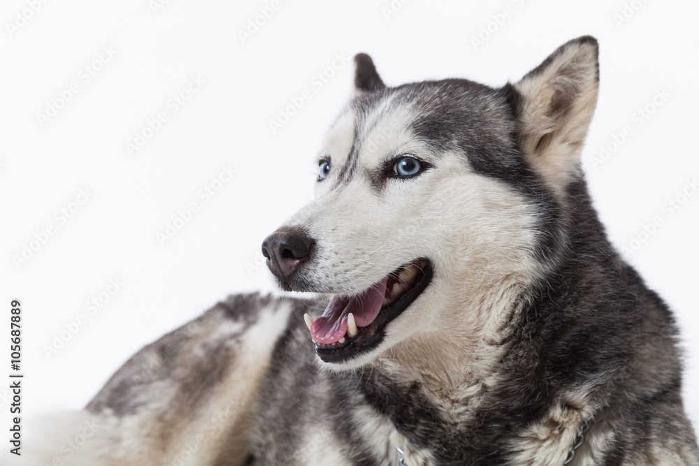 Siberian husky in studio