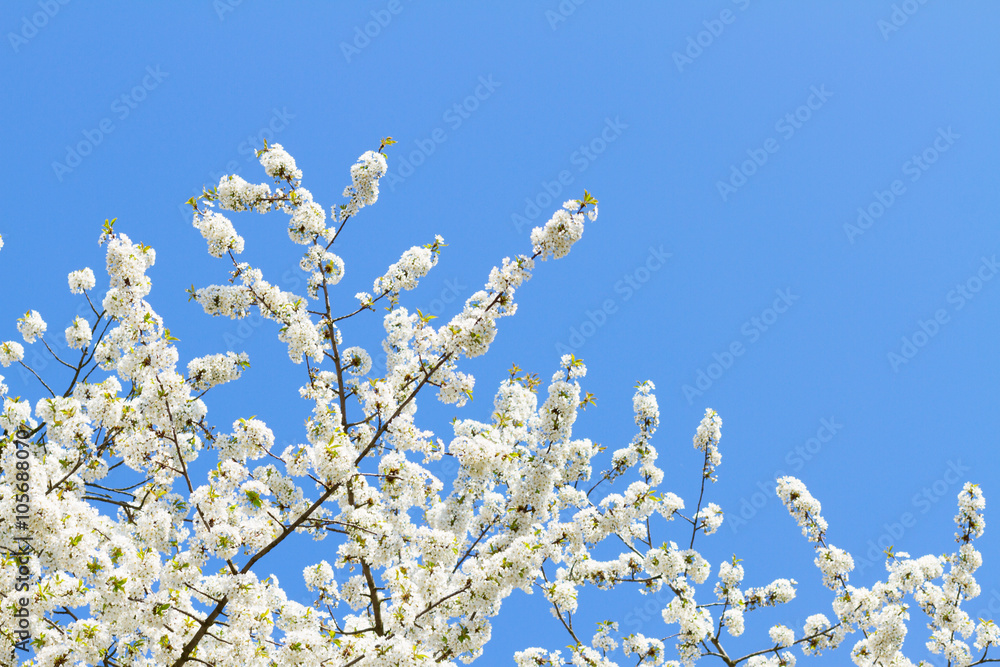 Blooming apple tree