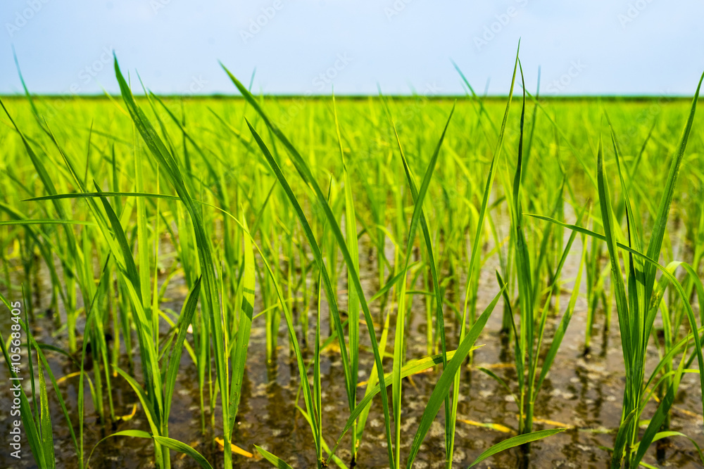 Close up of green paddy rice.  in paddy rice field