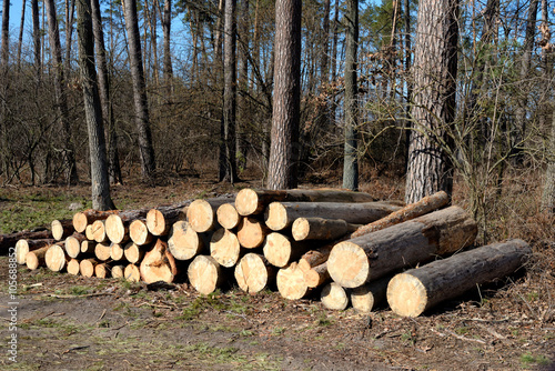 Obraz na płótnie Deforestation w salonie